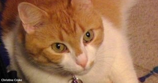 Grieving Cat Mom Meets The One Kitty Who Helps Heal Her Heart