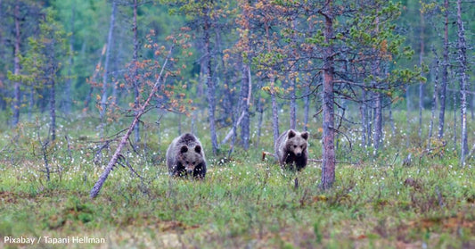 Federal Wildlife Officials Looking Into Restoring Grizzly Bears to the North Cascades