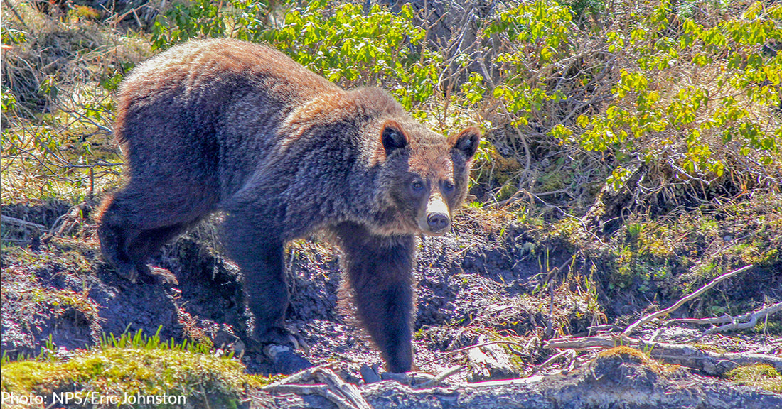 Yellowstone Grizzly Bear Sprints Away From Charging Animal In Rare Footage Captured By Guide