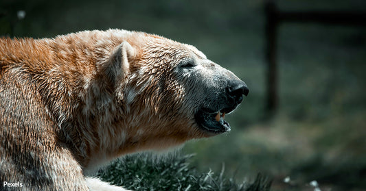 Polar and Grizzly Bears Collide as Climate Change Alters Arctic Habitats