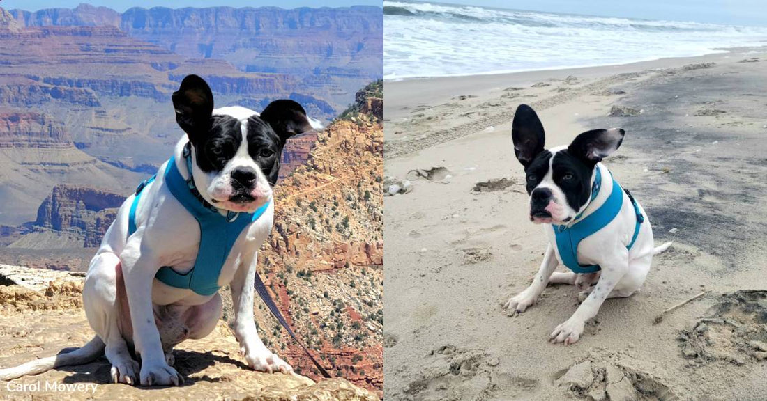 Dog With Short Spine Syndrome Finally Adopted, Immediately Goes on Adventures with New Family