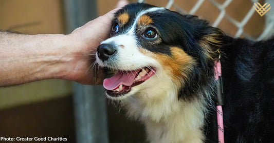 A happy dog enjoys gentle petting from a person.