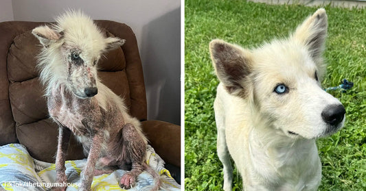 Severely hairless white dog sits on a chair during recovery, beside a later image showing the same dog healthy and fluffy with one bright blue eye.
