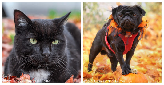 40 Halloween-Inspired Cat & Dog Names