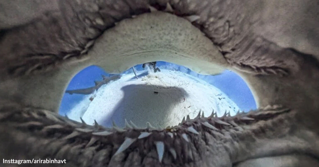 Underwater view from inside a shark’s open mouth, showing rows of sharp teeth framing a bright blue ocean scene beyond.