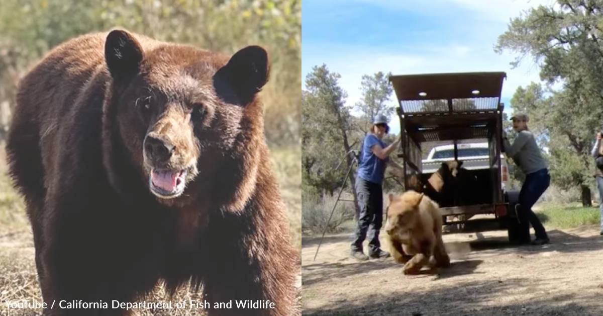 Bear Burglar Hank the Tank's Cubs Released Back Into the Wild | GreaterGood