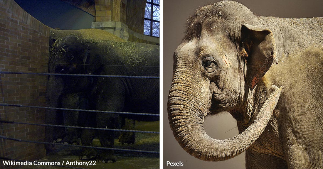 Activists Cry Foul Over Happy the Elephant’s Captivity At Bronx Zoo