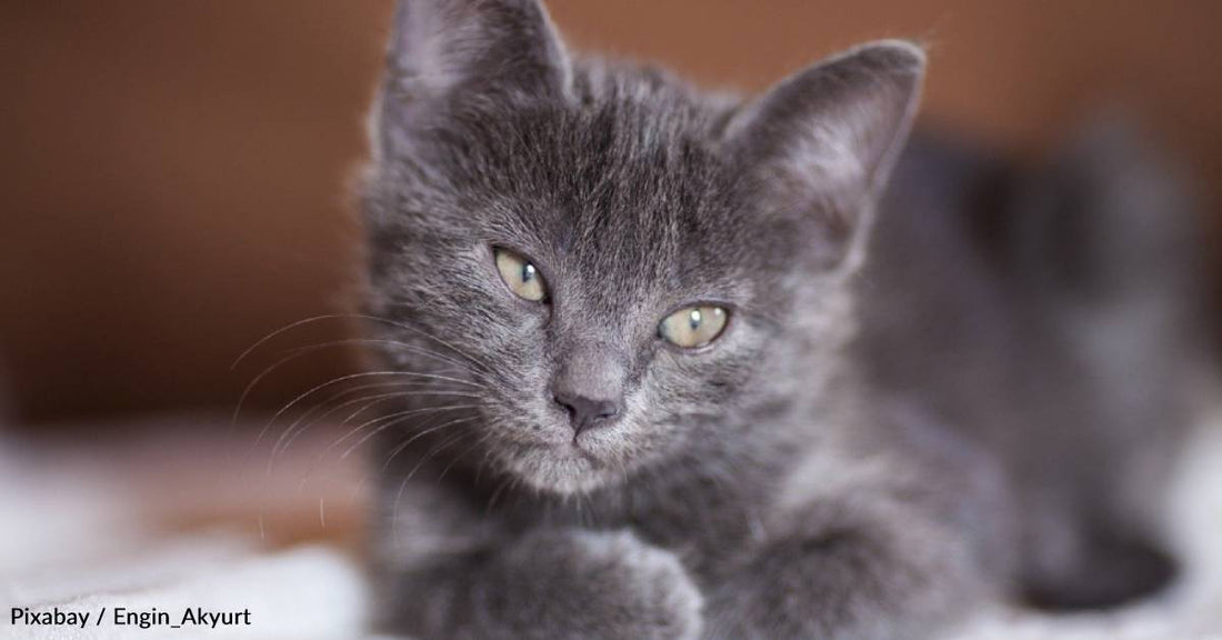 Man Rescues Kitten That Was Thrown From Car, Gains a Best Furry Friend in the Process