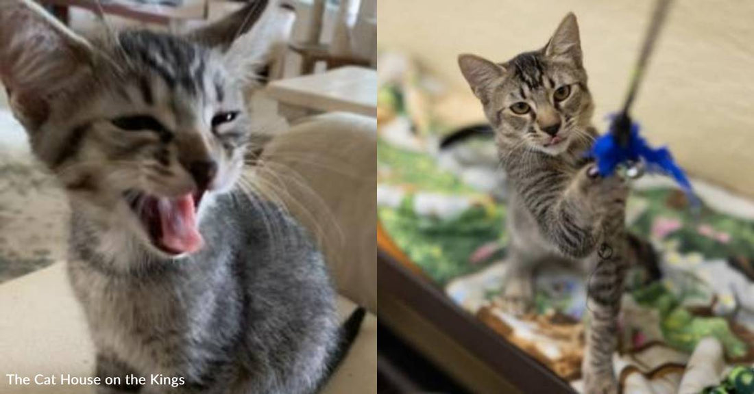 Kitten Watches All His Siblings Get Adopted, While He Waits Patiently for His Forever Family