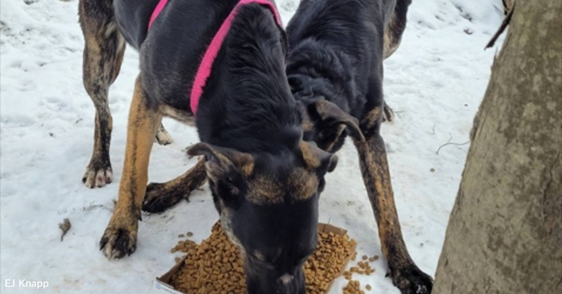 Concerned Dog Lover Feeds Cold, Hungry Mom and Pup Each Day, Slowly Coaxes Them Home