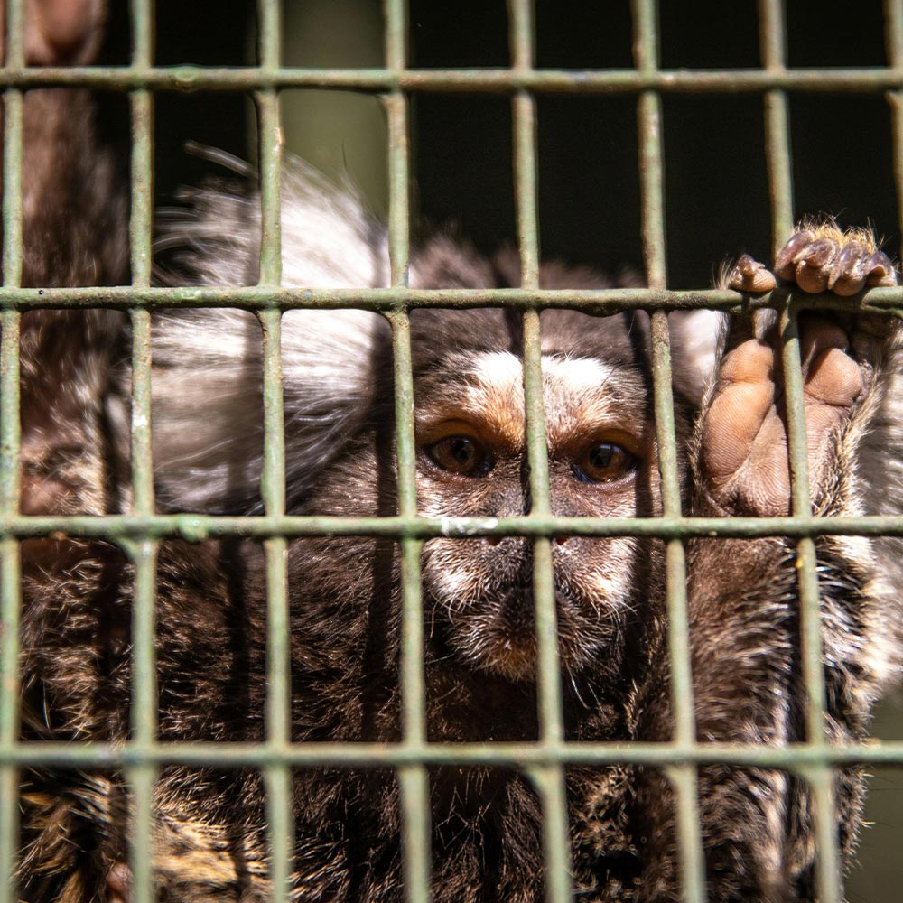 Tell Harvard to Send Lab Animals to Sanctuaries Not to Death