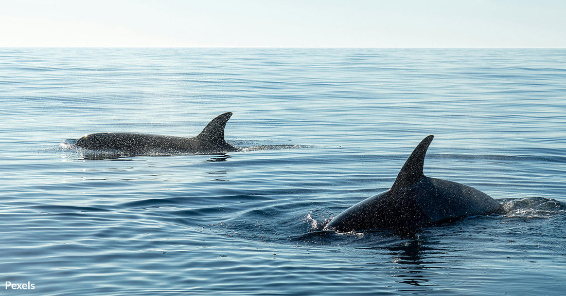 Plastic Nightmare: Fishing Gear Kills Hawaii’s Majestic Whales