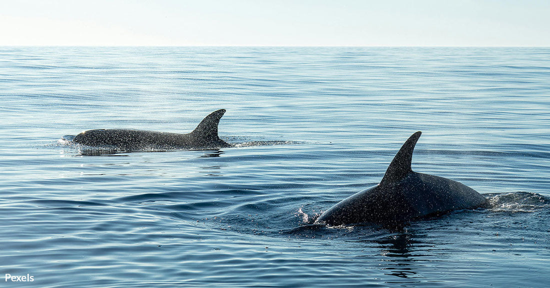 Hawai’i’s Whales Drowning in Deadly Fishing Gear