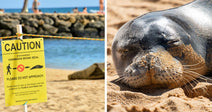 Split image of a monk seal caution sign on a beach and a close-up of a monk seal sleeping on the sand with sandy whiskers.