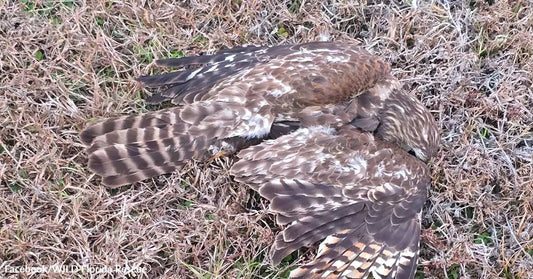 Brown hawk lying motionless on dry grass with wings partially extended and feathers splayed.