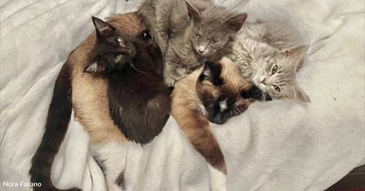 Hissy Foster Kitten Mellows Out, Graduates to Nanny Cat for Other Fosters