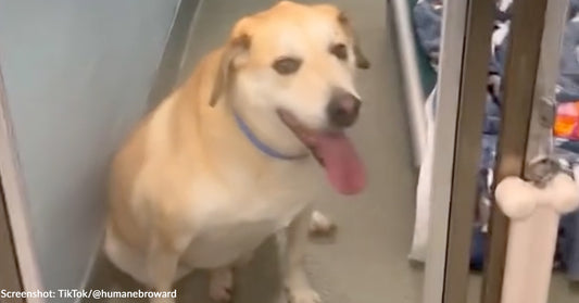 Heartbroken Shelter Dog's Christmas Wish Comes True