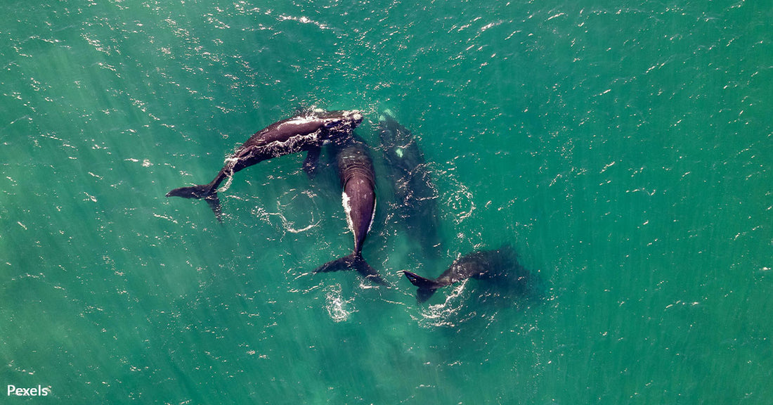 Heavy Metal Sounds Send Killer Whales Into A Frenzy During Standoff With Sailors