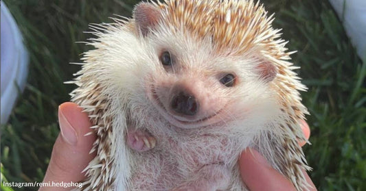 Hedgehog Mom Advocates for Proper Care of Exotic Animals Like Her "Sons," Says They're "So Worth It"