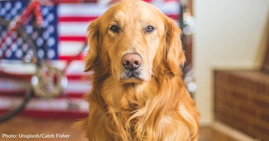 Animal Shelter Encourages People To Celebrate July 4th By "Making A Difference Instead Of Noise"