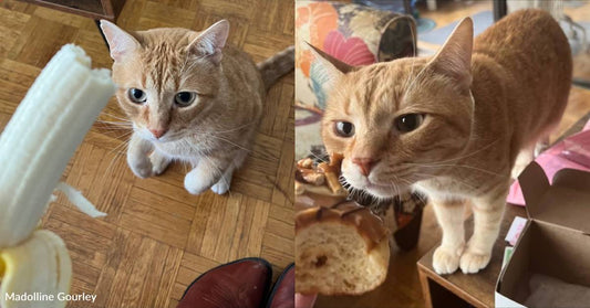 Persistent Ginger Cat Investigates - And Tries to Sample - Every Human Food He Sees