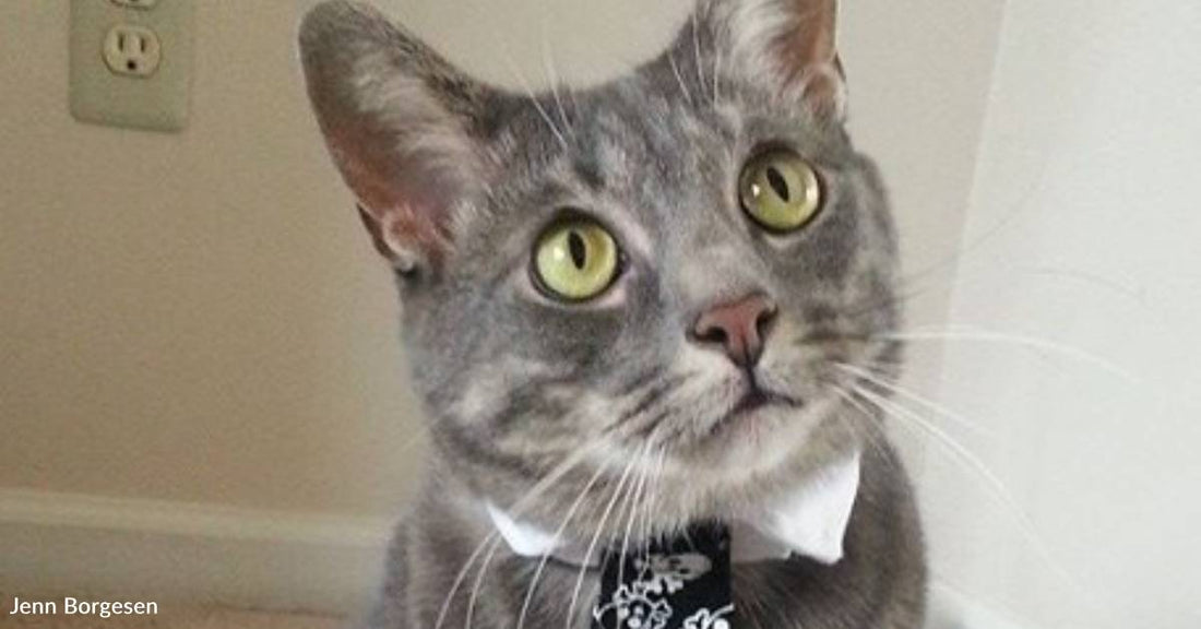 Cat Named After Royalty is the King of Mischief