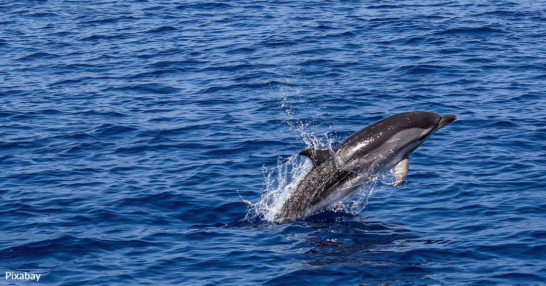 Historic High Seas Treaty Agreed to Protect 30% of Oceans by 2030