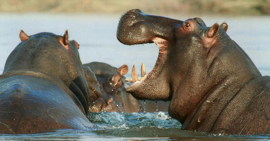 Anthrax Wipes Out Dozens of Hippos in Iconic African Park