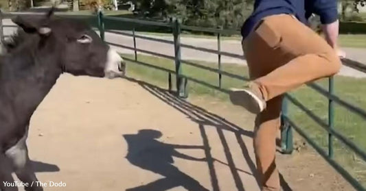 Watch a Shy Rescue Donkey Turn into a Sassy Ball of Energy