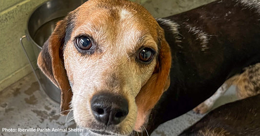 Over 50 Homeless Pets Will Leave Overcrowded Shelters And Fly To Wisconsin To Find A Home For The Holidays