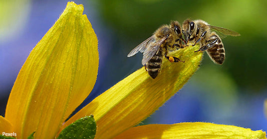 Bumblebee Queens Defy Odds, Living Underwater for a Week