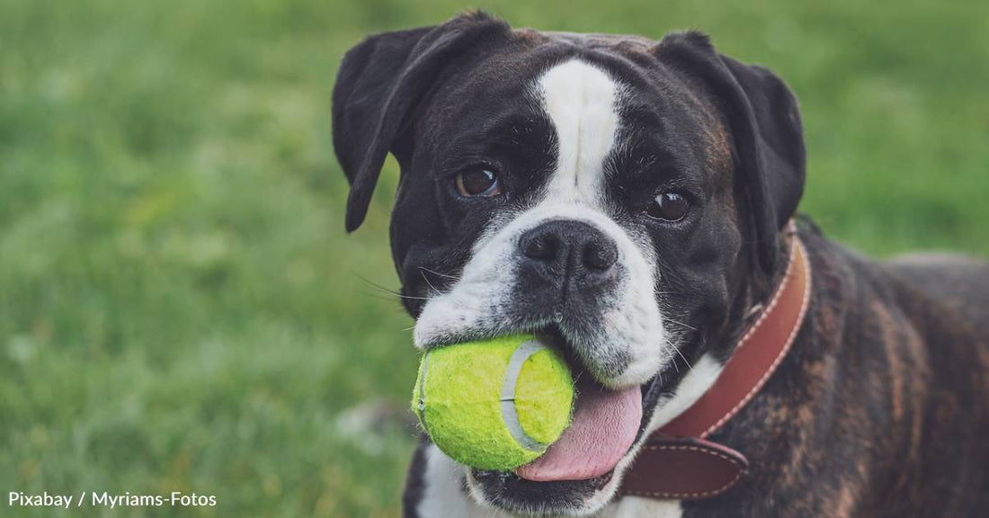 Neglected Dog Rescued From Fighting Ring 'No Longer Remotely Resembles' His Past Self