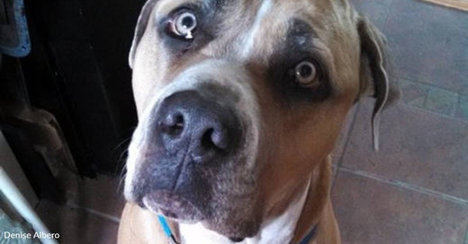 Bull Mastiff in Need Pops Up on Woman's Facebook Feed Right After Her Son Says He Wants One