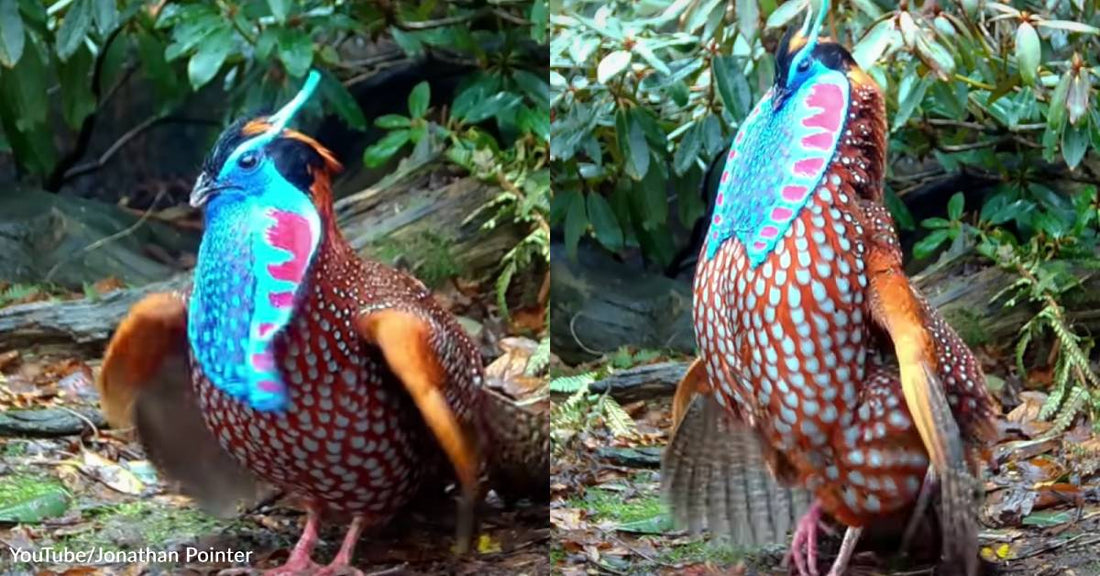 This Bird's Otherworldly Mating Dance Has Attracted the Attention of More Than Just Female Birds