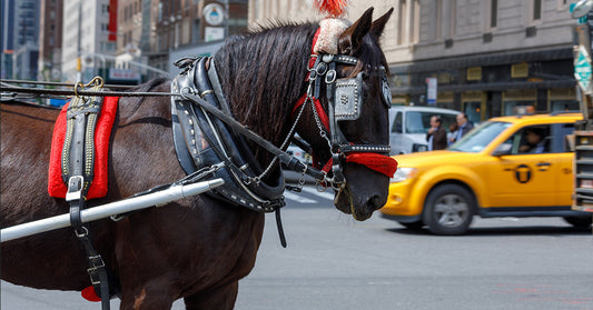 carriage horse in city with taxi in background