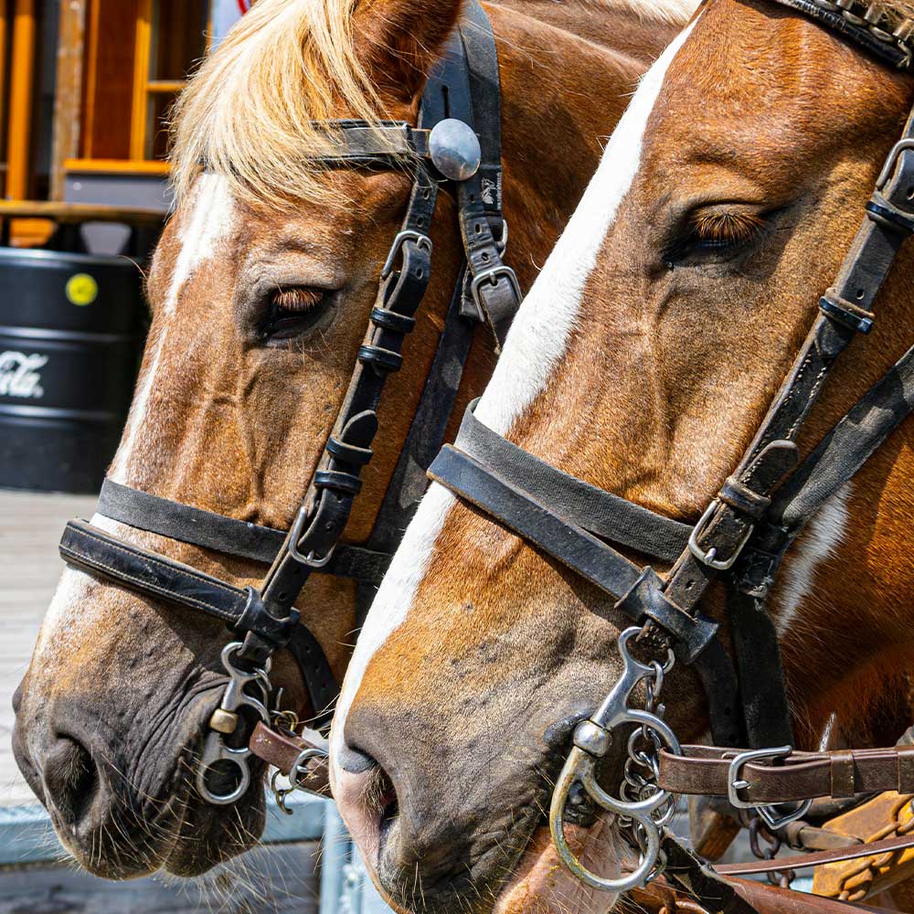 Replace Cruel Street Carriages With Electric Rides And Real Compassion
