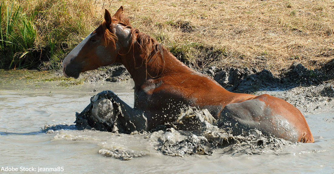 Horse Trapped in Deep Mud and Floodwater Frees Itself