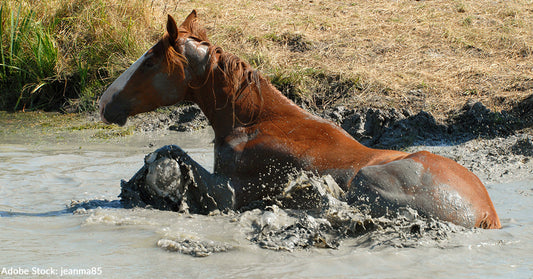 Horse Trapped in Deep Mud and Floodwater Frees Itself