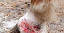 A horse's lower leg and hoof show a raw, bloody wound near the coronet band while standing on muddy ground scattered with straw.