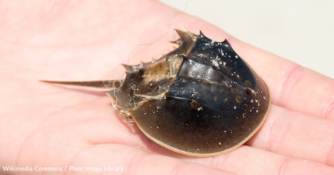 Horseshoe Crabs at Risk of Extinction From Medical Testing Demands