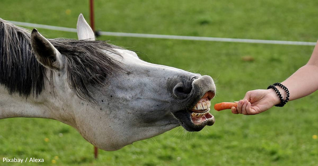 Based On a New Study Involving Treats, Horses May Be a Lot Smarter Than We Think