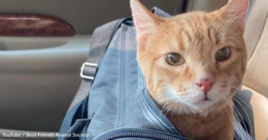 A Rescuer Learns a Valuable Lesson When Adopting a Hospice Cat