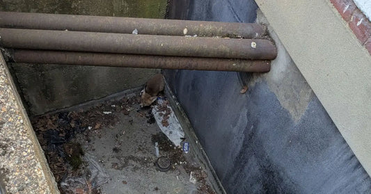 A small fox at the bottom of a sewer drain.