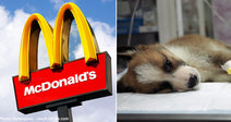 McDonald's sign and a brown and white puppy at vet