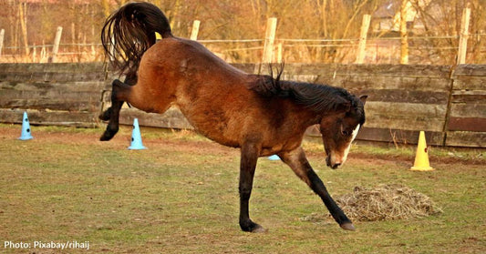 Hot And Windy Weather Impacts Horse's Mood, Study Finds