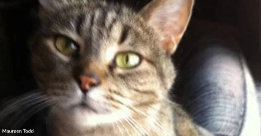 Landlord Says No More Pets, But Building Manager Secretly Saves Cat