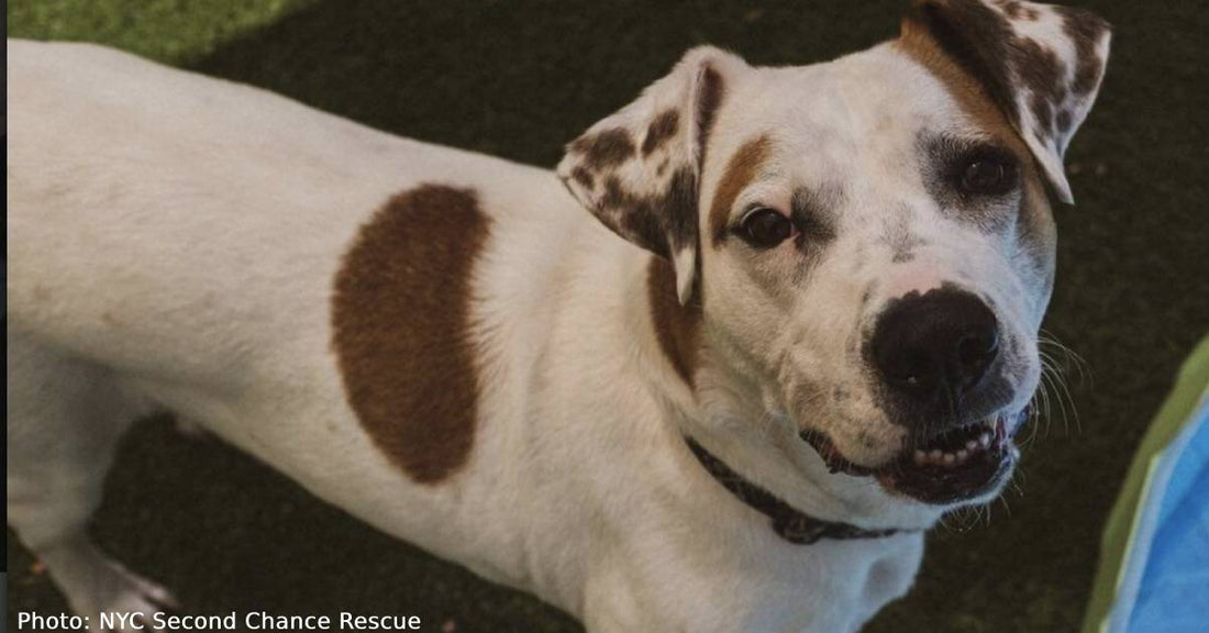 Hound Dog Who Has Spent Years Waiting At Shelter Is Hoping For A Home For Christmas