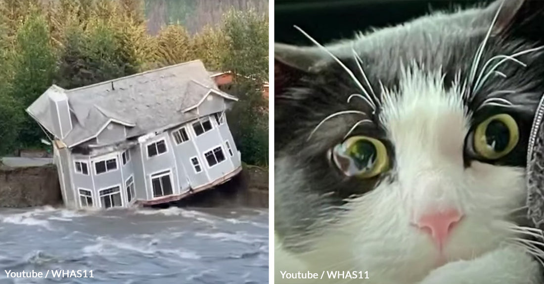 Reunited in Juneau: Couple Finds Lost Cat 26 Days After Devastating Flood