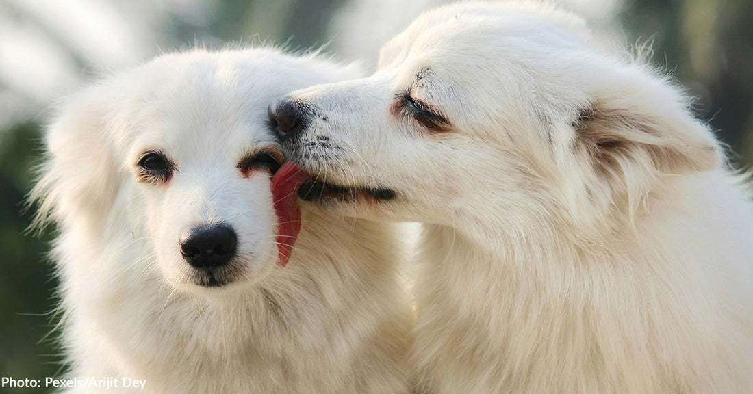 How Dogs Say "I Love You" & How You Can Say It Back