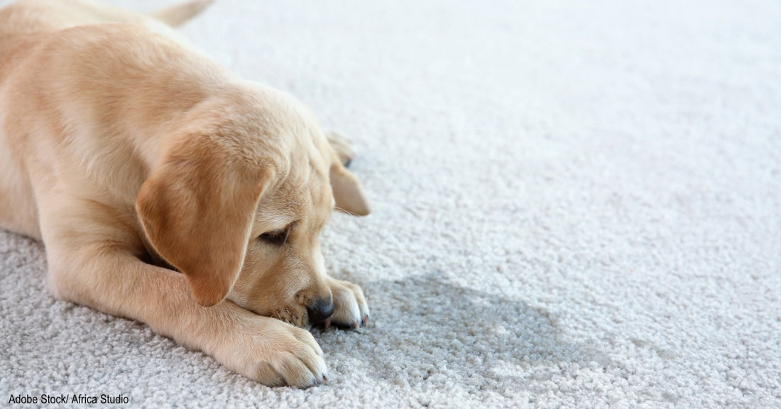 How To Remove Pet Stains And Odors From Carpet